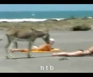 Đồng mất quay len chich nhau trên con cua, tóc vàng,